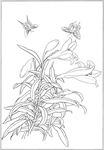 百合 白描 素描 线描 国画