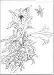 百合 白描 素描 线描 国画