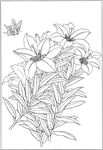 百合 白描 素描 线描 国画