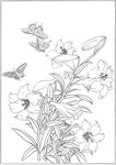 百合 白描 素描 线描 国画