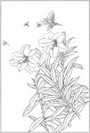 百合 白描 素描 线描 国画