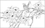 茶花 白描 素描 线描 国画