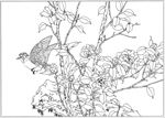 茶花 白描 素描 线描 国画