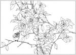 茶花 白描 素描 线描 国画
