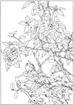 茶花 白描 素描 线描 国画