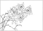 茶花 白描 素描 线描 国画