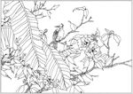 茶花 白描 素描 线描 国画