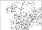 茶花 白描 素描 线描 国画