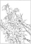 茶花 白描 素描 线描 国画