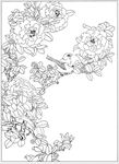 茶花 白描 素描 线描 国画