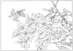 茶花 白描 素描 线描 国画