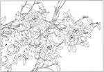 茶花 白描 素描 线描 国画