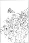 茶花 白描 素描 线描 国画