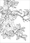 茶花 白描 素描 线描 国画