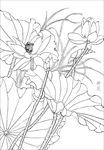 荷花  白描 素描 线描 国画