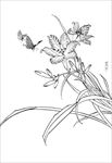 萱草花   白描 素描 线描