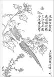 芙蓉锦鸡图 白描 素描 线描