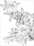 茶花 白描 素描 线描 国画
