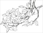 茶花 白描 素描 线描 国画