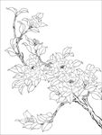 茶花 白描 素描 线描 国画