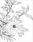 茶花 白描 素描 线描 国画
