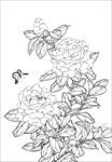 茶花线描 茶花白描 茶花素描