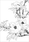 茶花线描 茶花白描 茶花素描