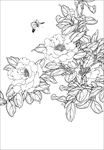 茶花线描 茶花白描 茶花素描