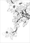 茶花线描 茶花白描 茶花素描