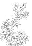 茶花线描 茶花白描 茶花素描