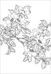 茶花线描 茶花白描 茶花素描