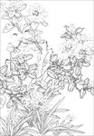 茶花线描 茶花白描