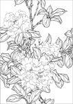 茶花线描 茶花素描 茶花国画