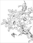 茶花白描 茶花线描 茶花素描