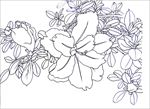 杜鹃花线描 杜鹃花白描 杜鹃花