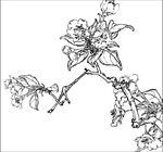 梨花线描 梨花白描 梨花素描