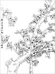梨花线描 梨花白描 梨花素描