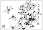 波斯菊线描 波斯菊白描 波斯菊