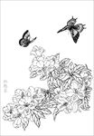 杜鹃花线描 杜鹃花白描 杜鹃花