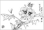 芙蓉花线描 芙蓉花白描 芙蓉花