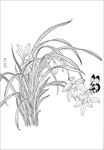 兰花线描 兰花白描 兰花素描