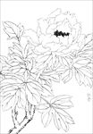 牡丹花线描 牡丹花白描 牡丹花