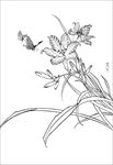 萱草花线描 萱草花白描 萱草花