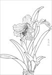 朱顶红花线描 朱顶红花白描
