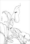 马蹄莲花线描 马蹄莲花白描 马