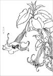 曼陀罗花线描 曼陀罗花白描 曼