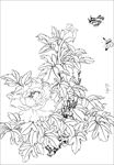 牡丹花线描 牡丹花白描 牡丹花