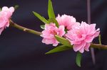 花朵