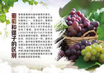 葡萄与提子的区别介绍科普海报