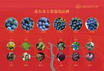 红酒的葡萄品种与酿造过程